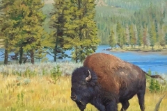 Yellowstone-Buffalo-Bull_-Ken-Corbett_-16x20oil_-3100-web